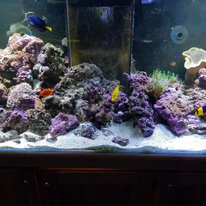 Media 'Full tank pic.jpg' in category 'Corals'