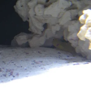 watchman goby.jpg