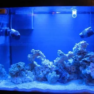 reef tank 011sm.jpg