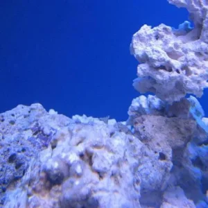 reef tank 001sm.jpg