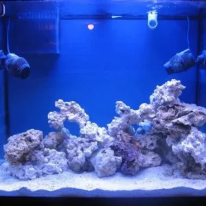 reef tank 002sm.jpg