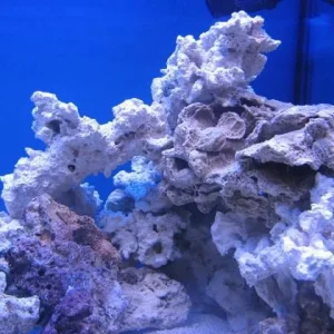 reef tank 004sm.jpg