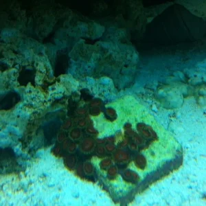 coral6.jpg