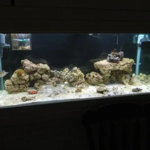 75 gallon salt 011.jpg