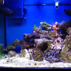 reef tank 009sm.jpg