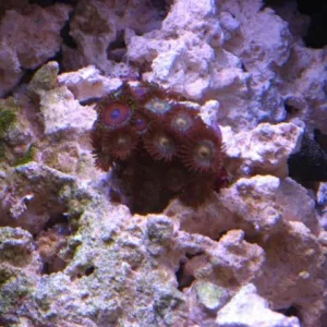 reef tank 016sm.jpg