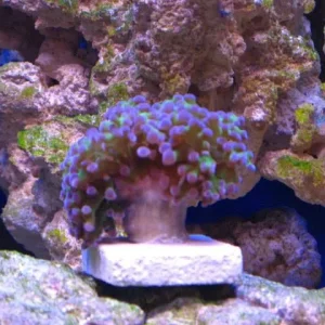 reef tank 017sm.jpg