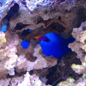 reef tank 022sm.jpg