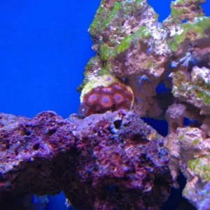 reef tank 024sm.jpg