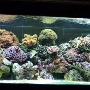 Resize Aquarium pics 2011 004.jpg