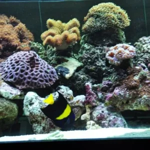 Resize Aquarium pics 2011 007.jpg