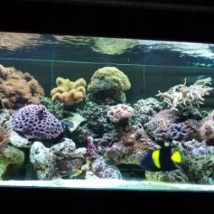 Resize Aquarium pics 2011 005.jpg