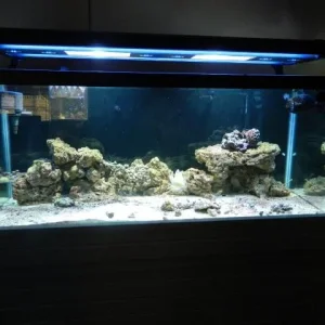 75 gallon salt 004.jpg