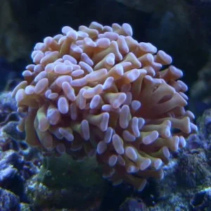 Coral-3.jpg