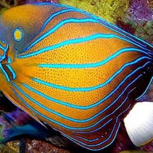 annularisAngelfish7.jpg