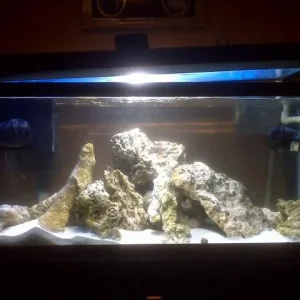 fish_tank_pic_1.jpg