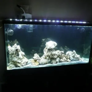 tank set up 013.jpg