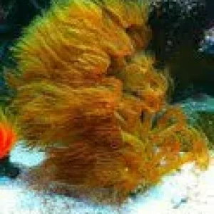 yellow polyps.jpg