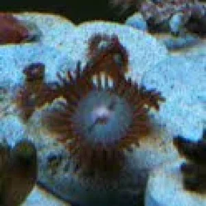 zoas.jpg