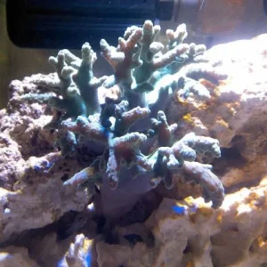 Green leather tree coral.jpg