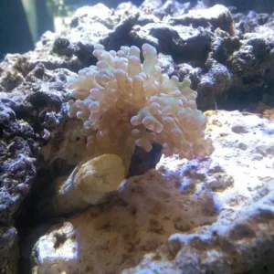 Frogspawn coral.jpg