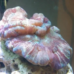 Green and Purple Open Brain Coral.jpg