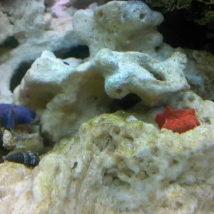 Bright Mushroom Corals.jpg