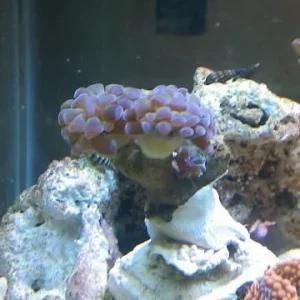 Hammer Coral.jpg