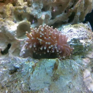 Torch Coral.jpg