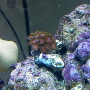 Zoanthid Coral.jpg