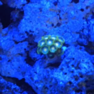 Zoa Blue.jpg