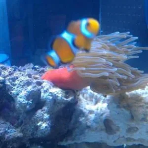 anemone with clown.jpg