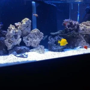 front tank all fish.jpg