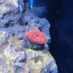 red coral.jpg