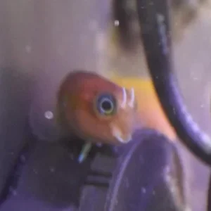 new fish.jpg